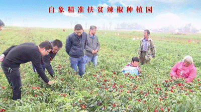 聚焦兩會：白象食品嚴(yán)守產(chǎn)品質(zhì)量，積極創(chuàng)新研發(fā)，助力鄉(xiāng)村振興